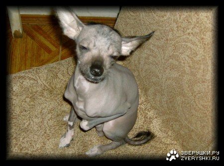 ������ :)