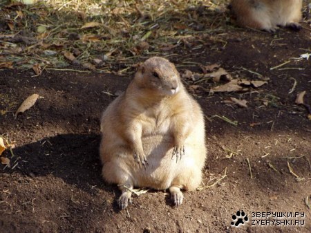 ����� �������� ;)