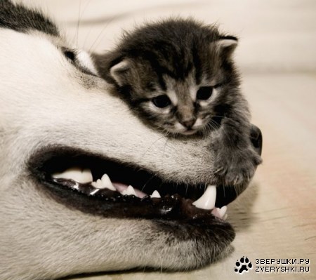 ��� ������� ���� :)