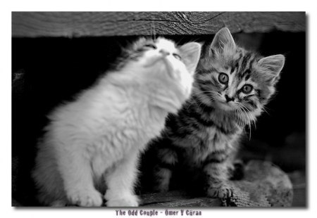 �������� ������� (7 ����������)