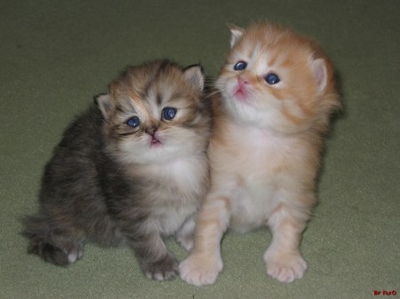 �������� ������� (7 ����������)