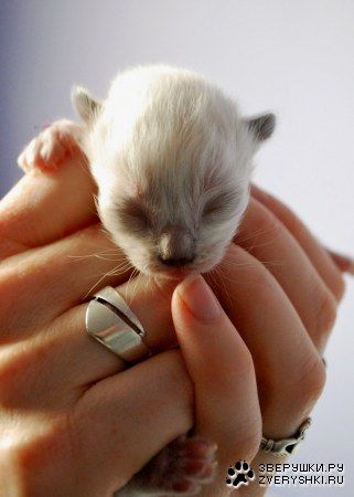 ������ � �������� :)