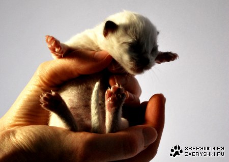 ������ � �������� :)