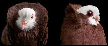 ������ (11 ����������)