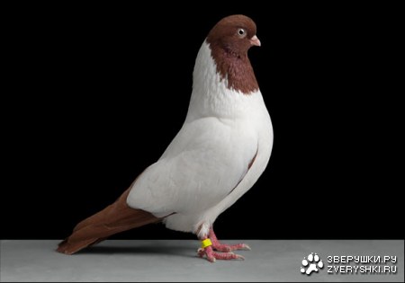 ������ (11 ����������)