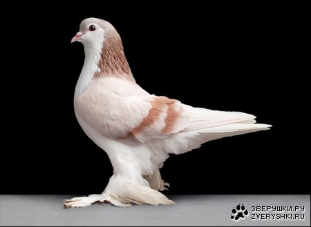 ������ (11 ����������)