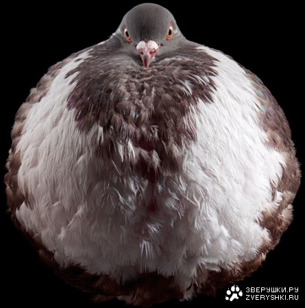 ������ (11 ����������)