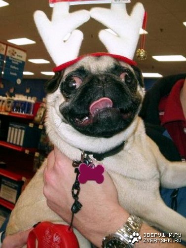 ������� �������� (6 ����)