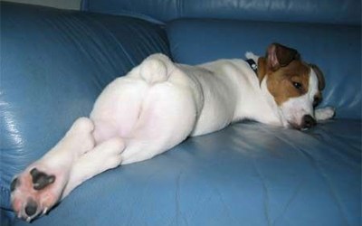 ������� �������� (6 ����)