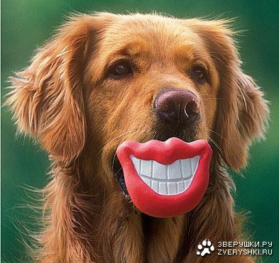 ������� �������� (6 ����)