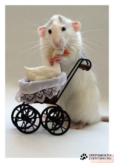 ������� �������� (6 ����)