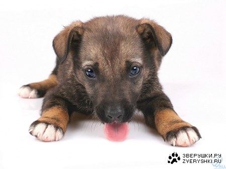 ������ (8 ����������)