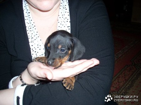 ��������� ����