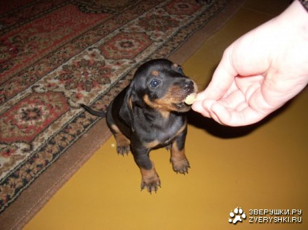 ��������� ����