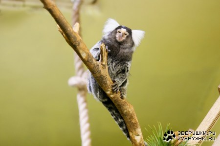 ������������� �������!