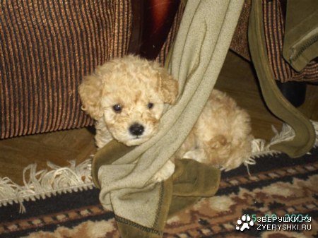 ���������� ��� :)