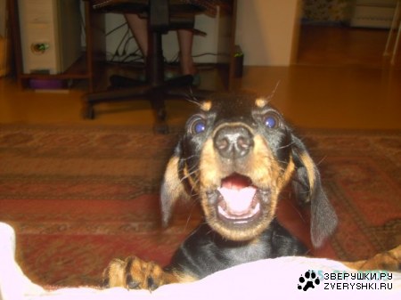 � ����� ������ :)