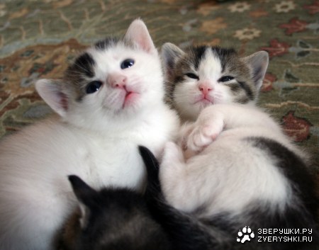 ������ :)