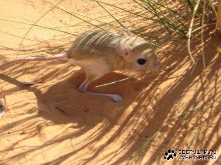 �������������� ��������� �� ������ :)