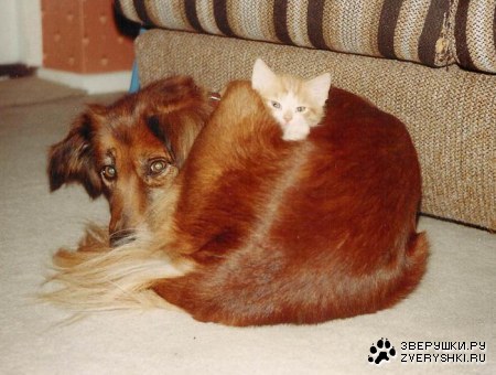 � ���� ������ �� �����! ;)