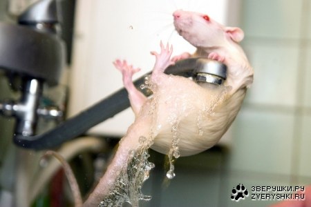 ������� ������ :)