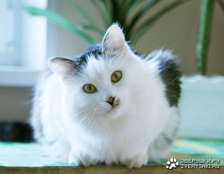 �������������� ������ :)