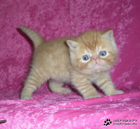 ������� ������ :)