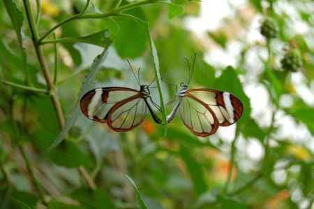 ������ :)