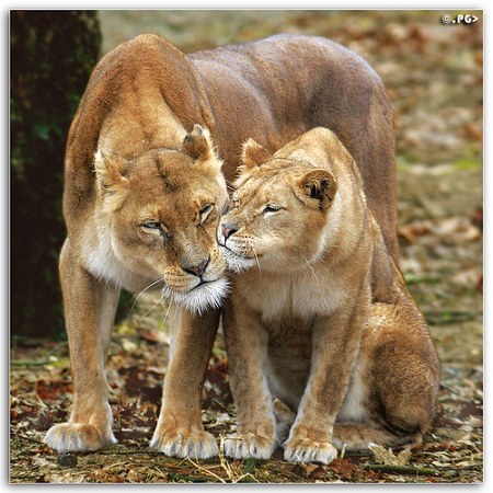 ������� �������� ;)