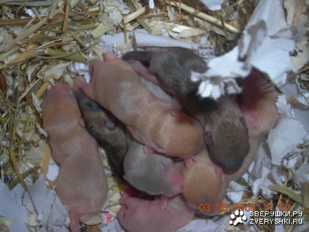 ���� ����������� ��������