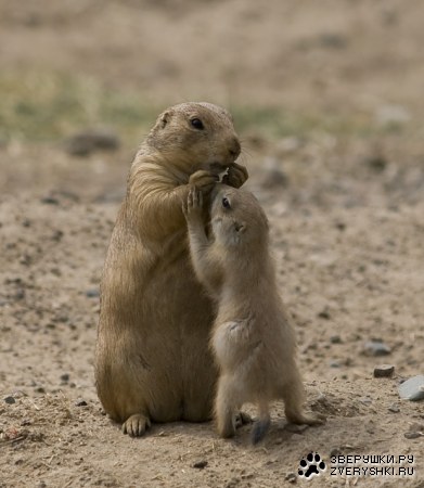 ��������� ���������� :)