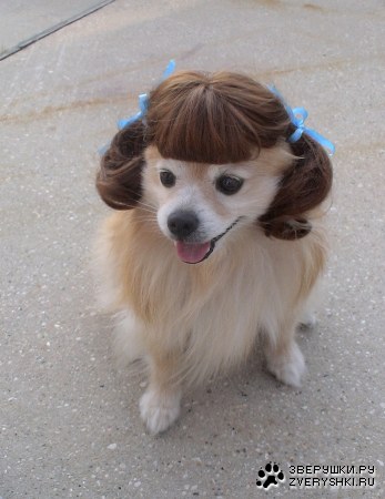 �������� �������� :)