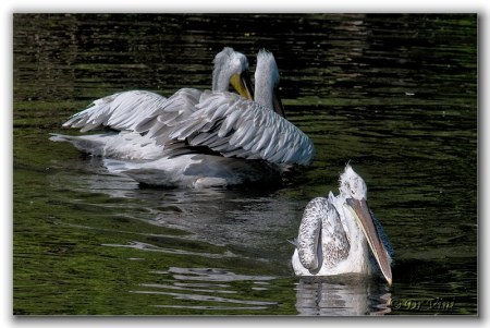 ������ ������...