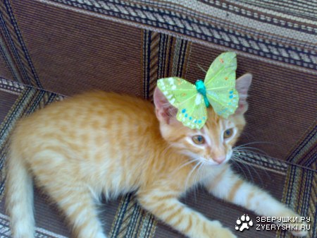 ��������� :)