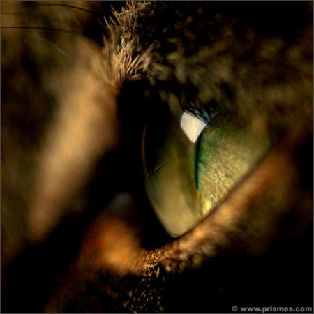 ������� ����� (11 ����������)