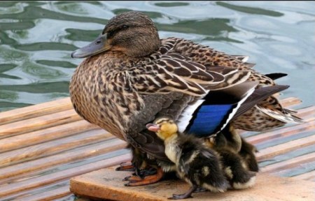 ������������ ������� :)