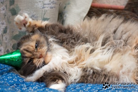 ���� ��������! :)