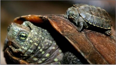 ����� ����, ���� :)