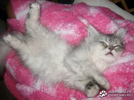 �������������� ���� (12 ����)