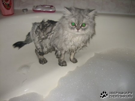 �������������� ���� (12 ����)