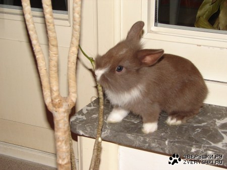 ������� (10 ����������)