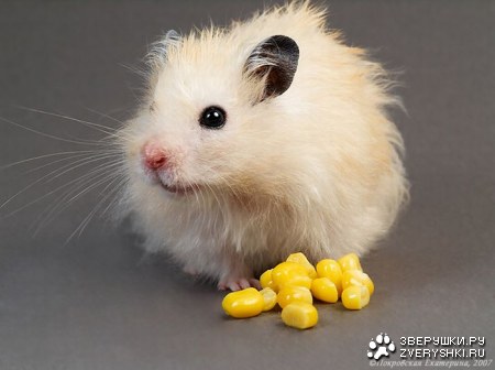 ������� �������� :)