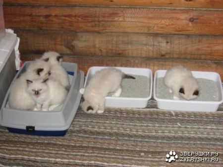 ��������� ��������? :)