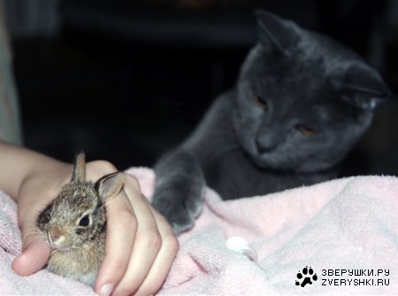 ��� ��� ����� �������? :)