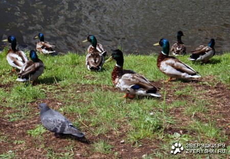 ������ ;)