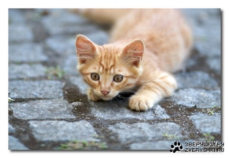 ����� � �����... ;)