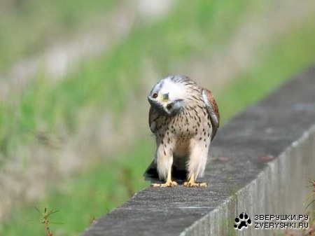 ��� ����? :)