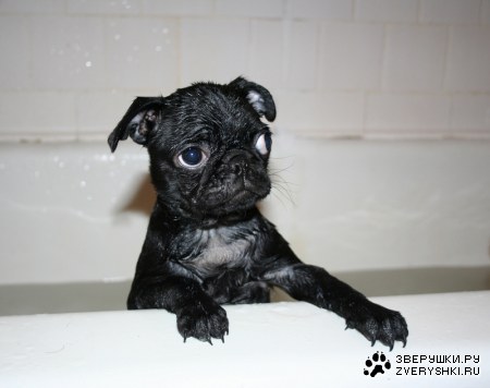 ������� - ����� ��������! ;)