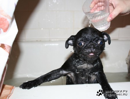 ������� - ����� ��������! ;)