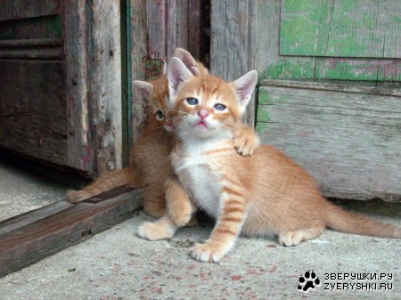 � ���� ������! ;)